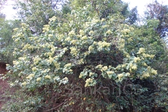 Kydia calycina